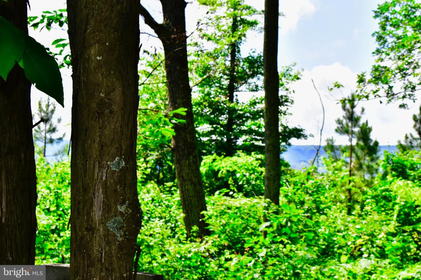 439 ACRES LAUREL GROVE RD., WINCHESTER, Virginia 22602, ,Farm,For sale,439 ACRES LAUREL GROVE RD.,VAFV2024650 MLS # VAFV2024650