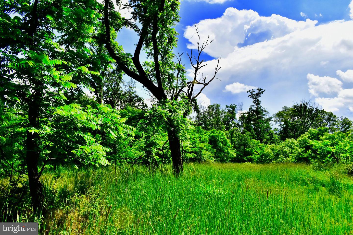439 ACRES LAUREL GROVE RD., WINCHESTER, Virginia 22602, ,Farm,For sale,439 ACRES LAUREL GROVE RD.,VAFV2024650 MLS # VAFV2024650