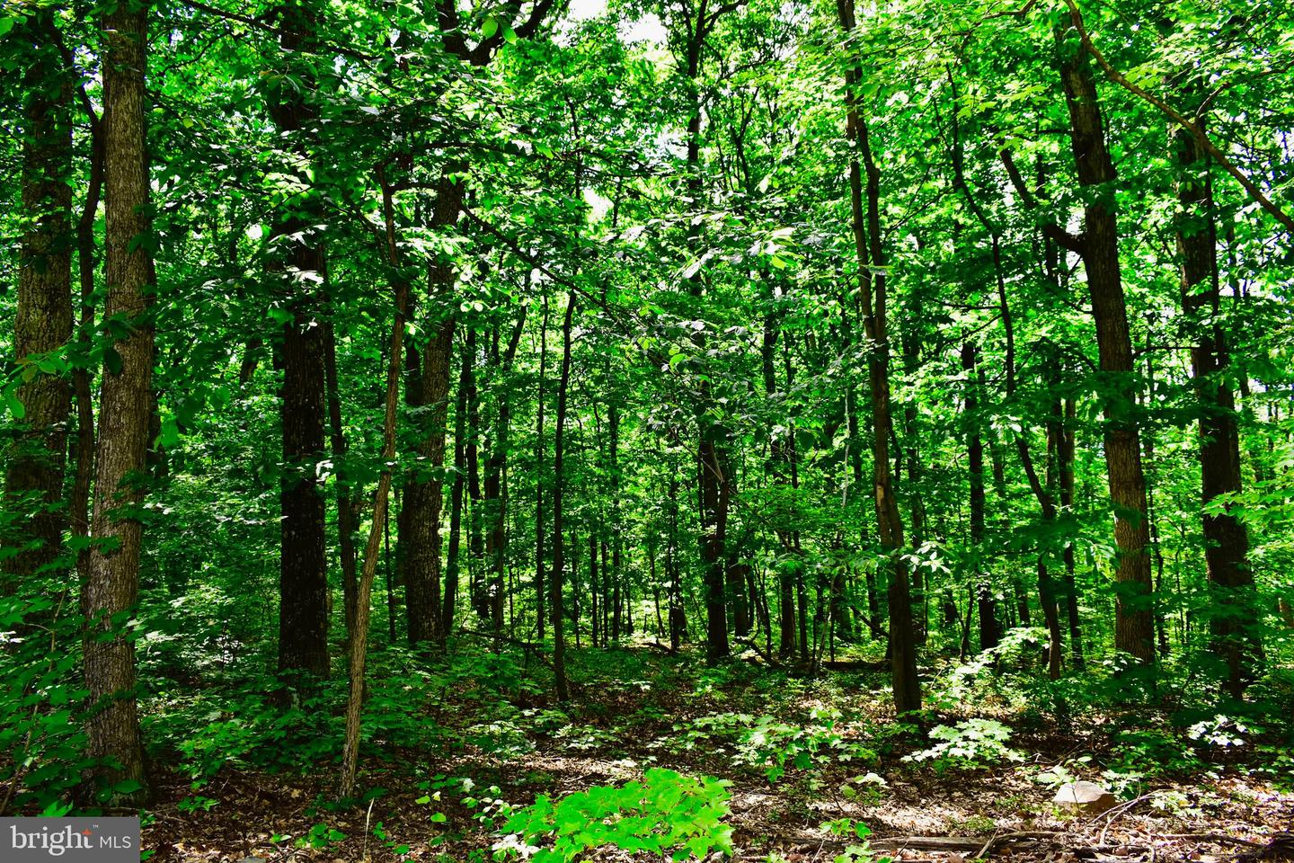 439 ACRES LAUREL GROVE RD., WINCHESTER, Virginia 22602, ,Farm,For sale,439 ACRES LAUREL GROVE RD.,VAFV2024650 MLS # VAFV2024650