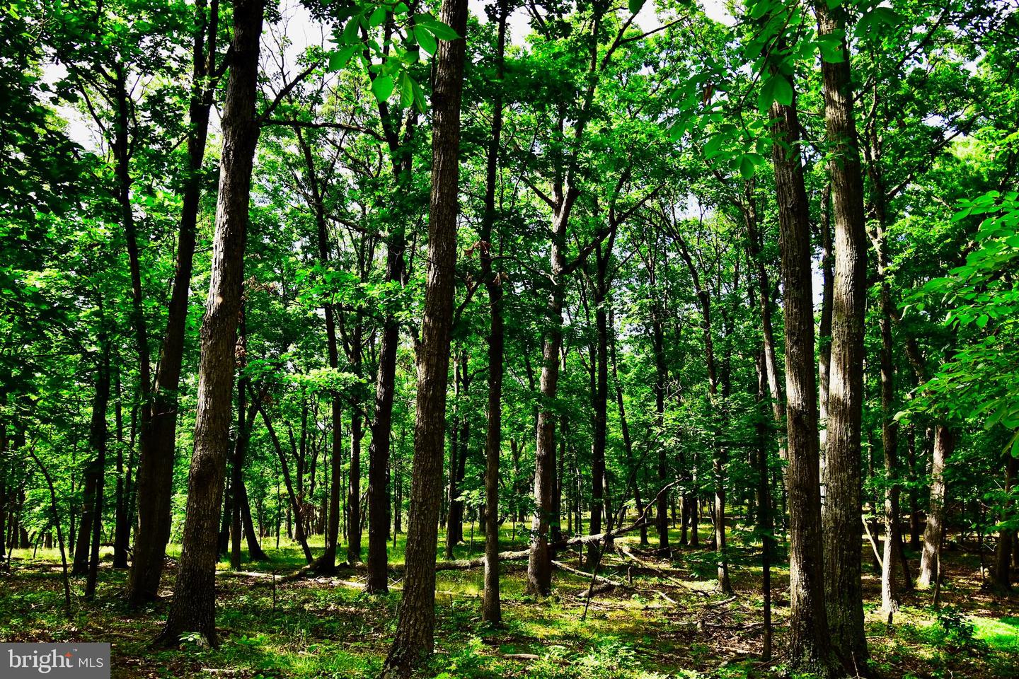 439 ACRES LAUREL GROVE RD., WINCHESTER, Virginia 22602, ,Farm,For sale,439 ACRES LAUREL GROVE RD.,VAFV2024650 MLS # VAFV2024650
