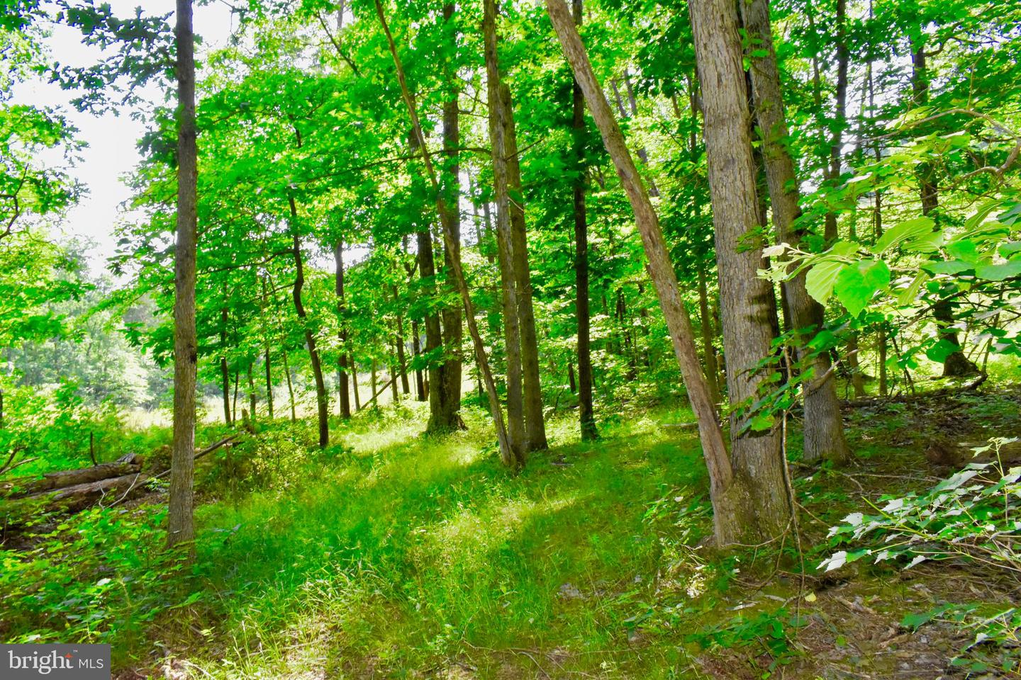 439 ACRES LAUREL GROVE RD., WINCHESTER, Virginia 22602, ,Farm,For sale,439 ACRES LAUREL GROVE RD.,VAFV2024650 MLS # VAFV2024650