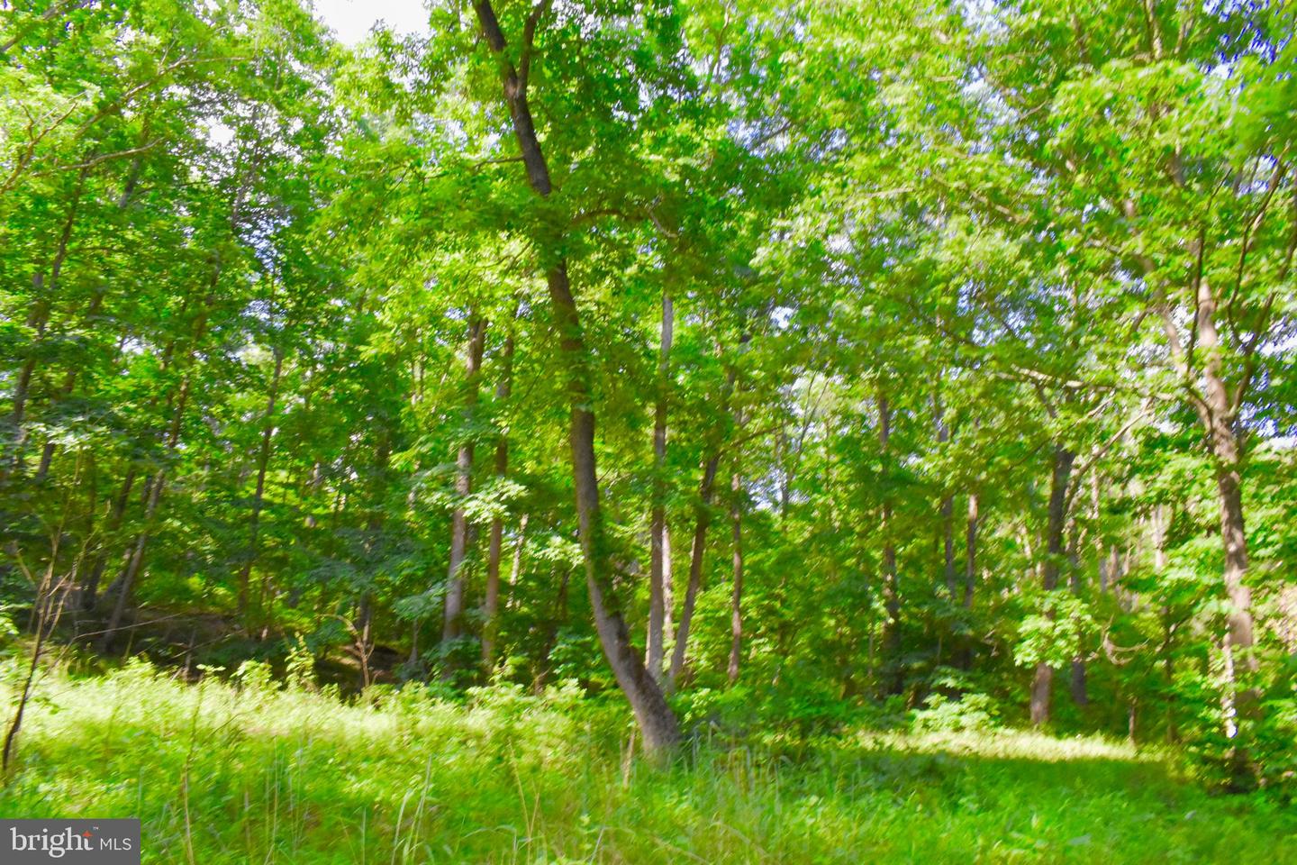 439 ACRES LAUREL GROVE RD., WINCHESTER, Virginia 22602, ,Farm,For sale,439 ACRES LAUREL GROVE RD.,VAFV2024650 MLS # VAFV2024650