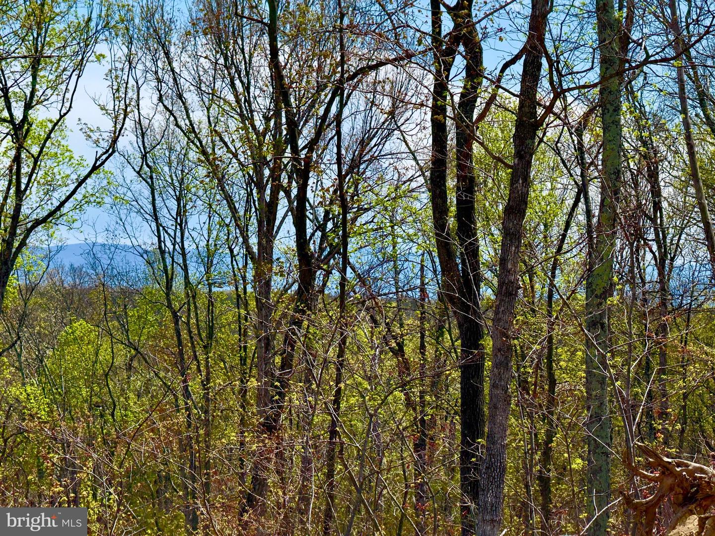 439 ACRES LAUREL GROVE RD., WINCHESTER, Virginia 22602, ,Farm,For sale,439 ACRES LAUREL GROVE RD.,VAFV2024650 MLS # VAFV2024650