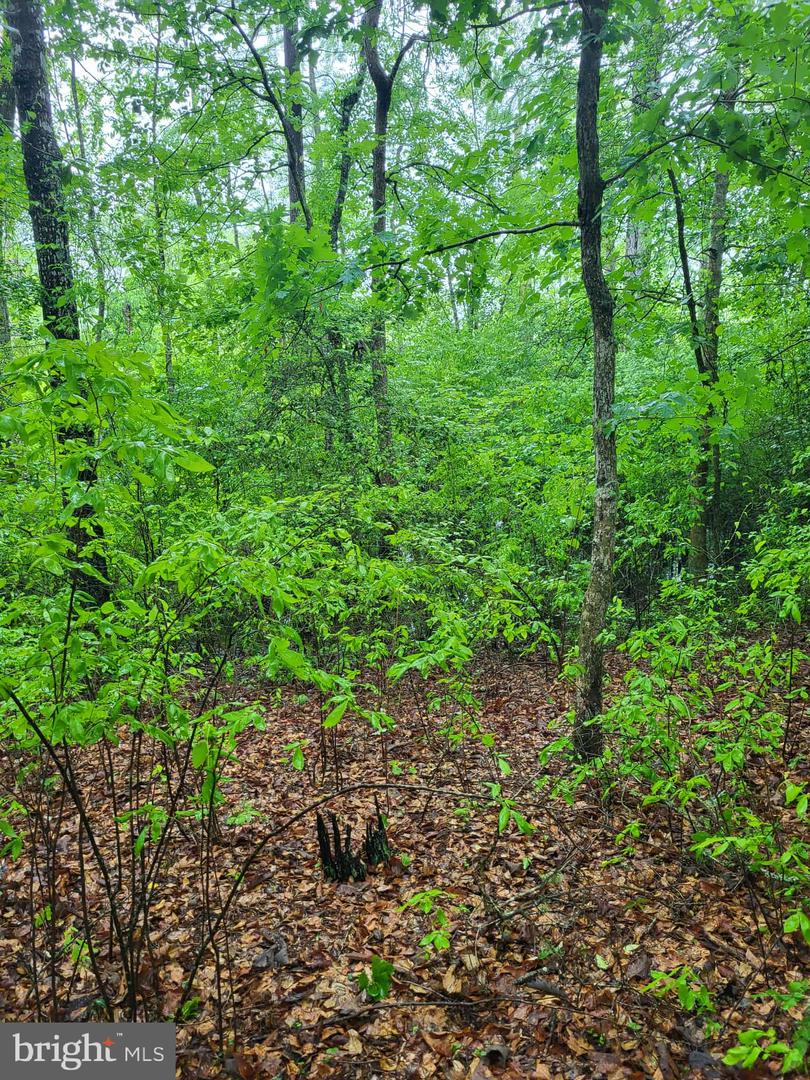 LOT 12 DRAGON FARM, LITTLE PLYMOUTH, Virginia 23091, ,Land,For sale,LOT 12 DRAGON FARM,VAKQ2000180 MLS # VAKQ2000180