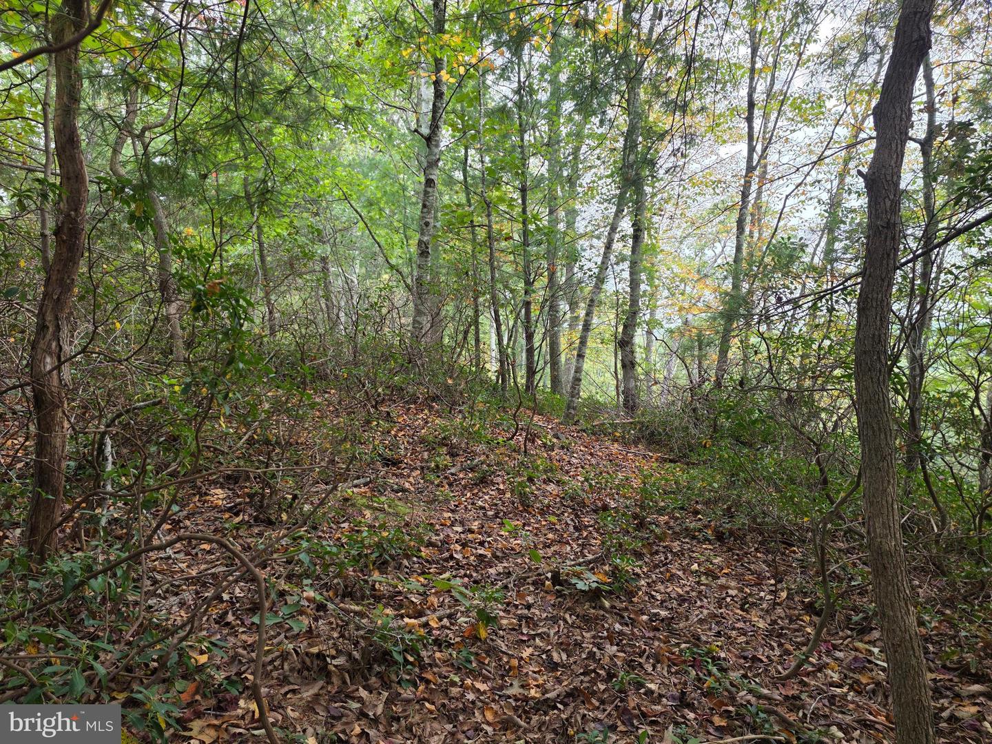 LAND SUNSET WOODS TRAIL, RIXEYVILLE, Virginia 22737, ,Land,For sale,LAND SUNSET WOODS TRAIL,VACU2011688 MLS # VACU2011688