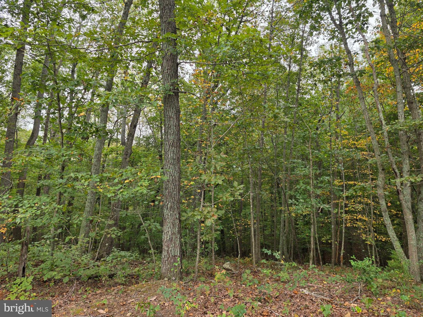 LAND SUNSET WOODS TRAIL, RIXEYVILLE, Virginia 22737, ,Land,For sale,LAND SUNSET WOODS TRAIL,VACU2011688 MLS # VACU2011688