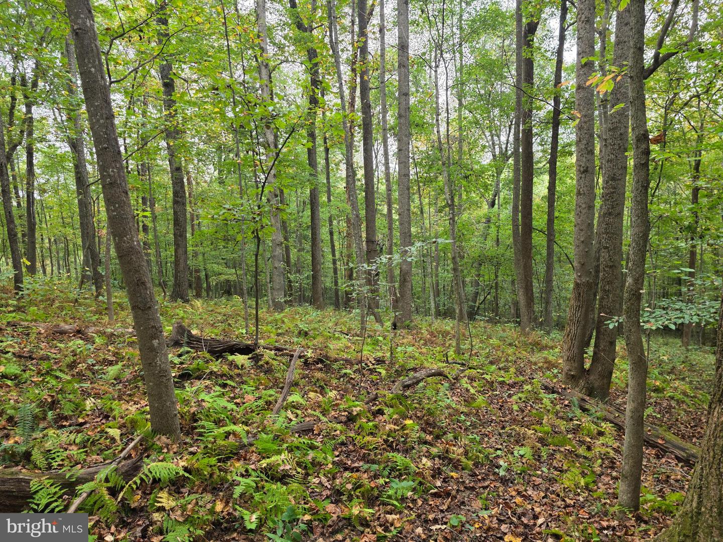 LAND SUNSET WOODS TRAIL, RIXEYVILLE, Virginia 22737, ,Land,For sale,LAND SUNSET WOODS TRAIL,VACU2011688 MLS # VACU2011688