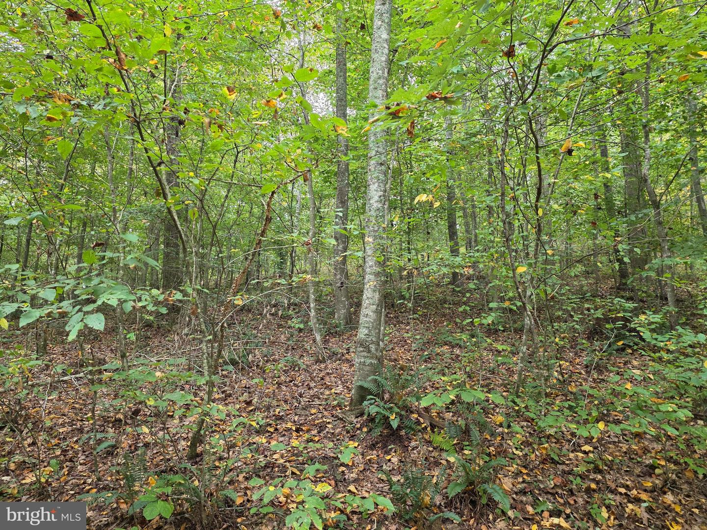 LAND SUNSET WOODS TRAIL, RIXEYVILLE, Virginia 22737, ,Land,For sale,LAND SUNSET WOODS TRAIL,VACU2011688 MLS # VACU2011688
