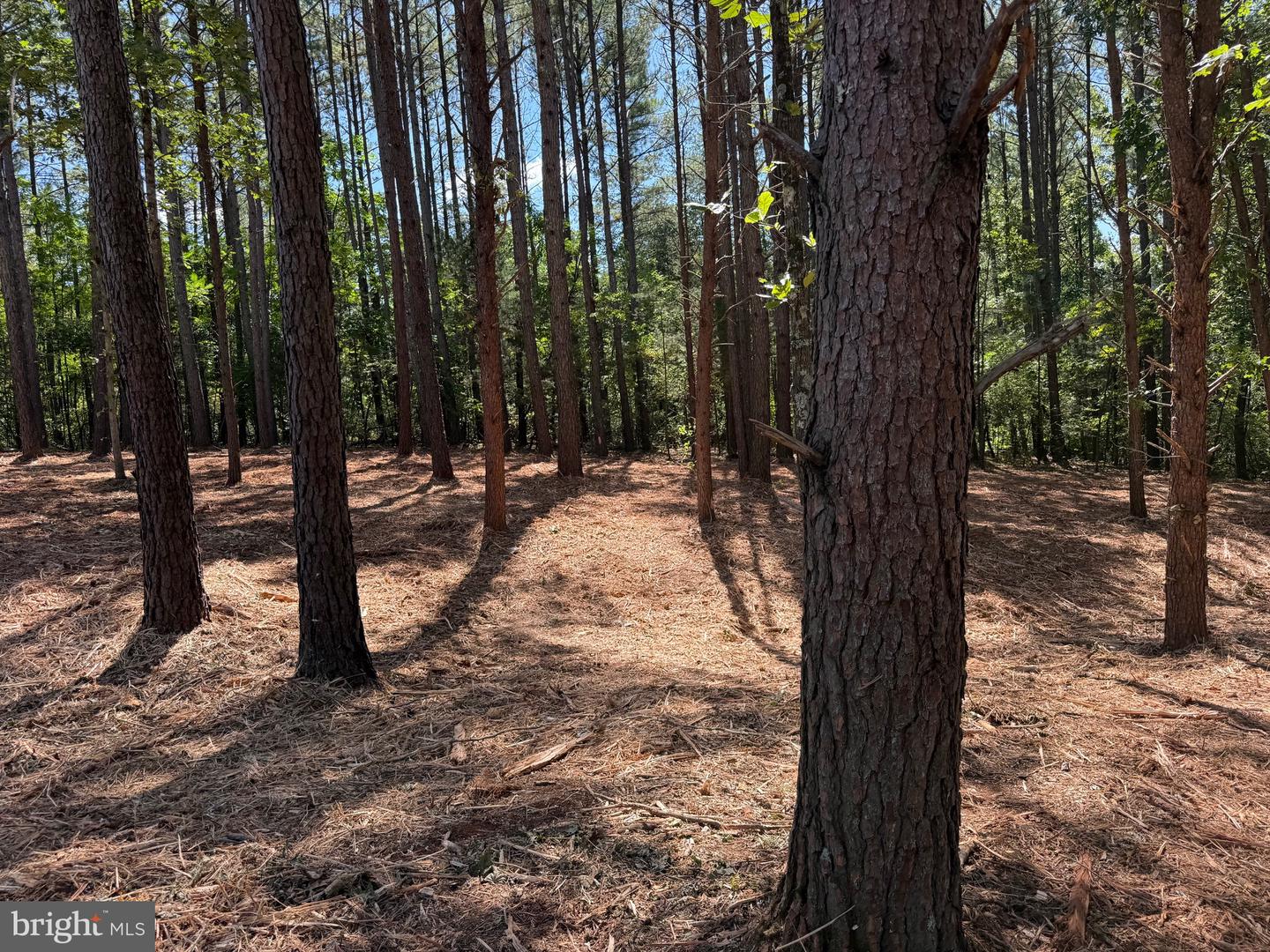 0 OLD GREEN MOUNTAIN RD, ESMONT, Virginia 22937, ,Land,For sale,0 OLD GREEN MOUNTAIN RD,VAAB2001096 MLS # VAAB2001096