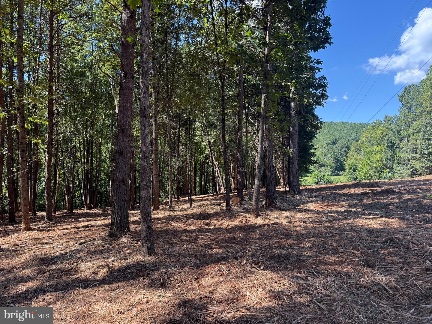 0 OLD GREEN MOUNTAIN RD, ESMONT, Virginia 22937, ,Land,For sale,0 OLD GREEN MOUNTAIN RD,VAAB2001096 MLS # VAAB2001096
