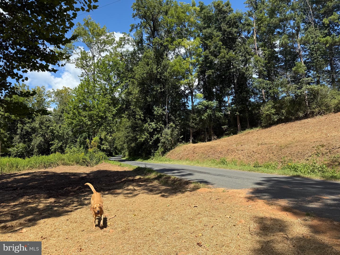 0 OLD GREEN MOUNTAIN RD, ESMONT, Virginia 22937, ,Land,For sale,0 OLD GREEN MOUNTAIN RD,VAAB2001096 MLS # VAAB2001096