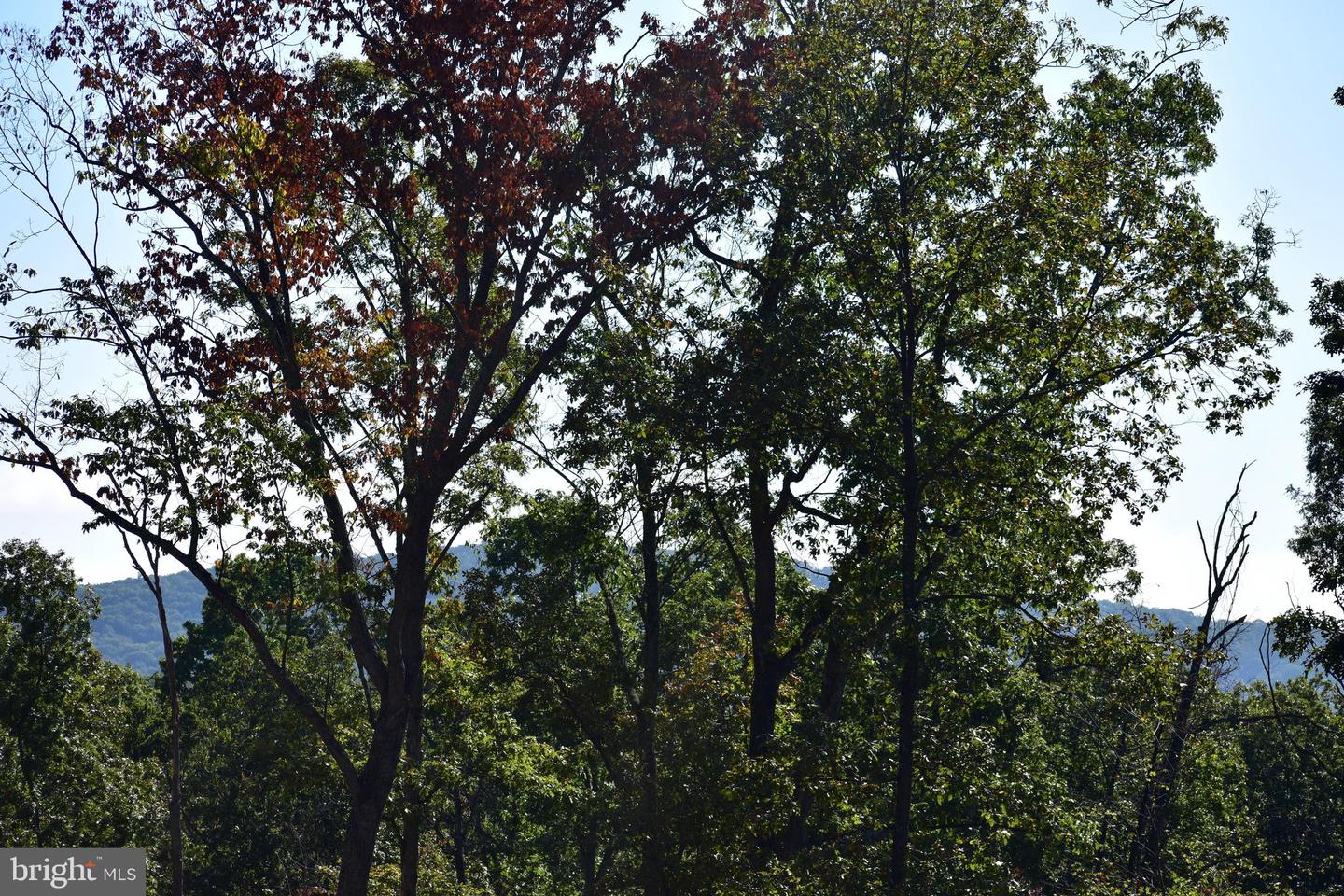LOT 1 (128.556 ACRES) LAUREL GROVE RD, WINCHESTER, Virginia 22602, ,Farm,For sale,LOT 1 (128.556 ACRES) LAUREL GROVE RD,VAFV2037162 MLS # VAFV2037162