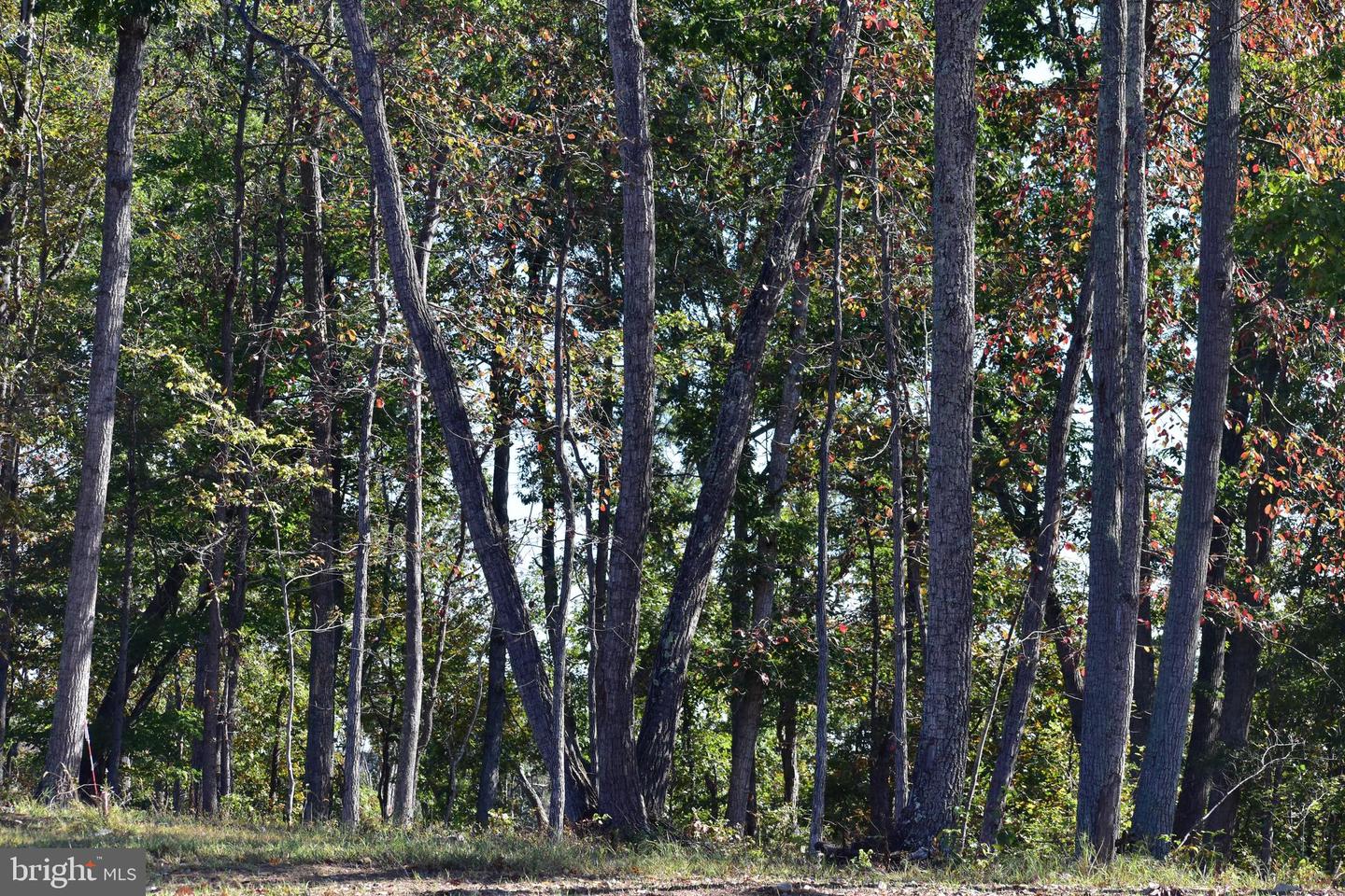 LOT 1 (128.556 ACRES) LAUREL GROVE RD, WINCHESTER, Virginia 22602, ,Farm,For sale,LOT 1 (128.556 ACRES) LAUREL GROVE RD,VAFV2037162 MLS # VAFV2037162