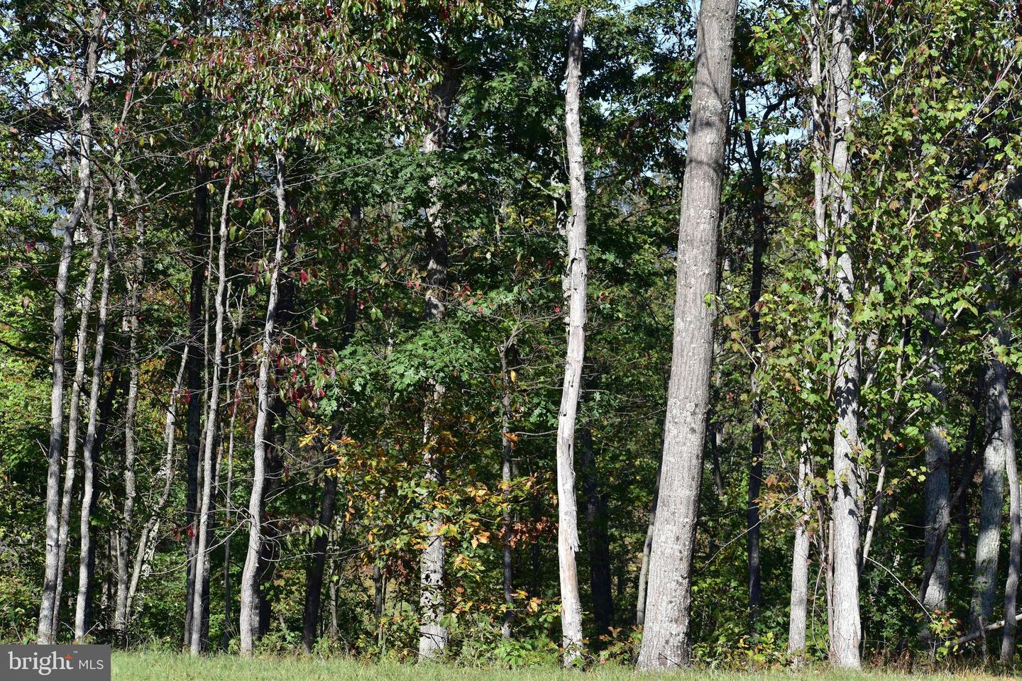 LOT 1 (128.556 ACRES) LAUREL GROVE RD, WINCHESTER, Virginia 22602, ,Farm,For sale,LOT 1 (128.556 ACRES) LAUREL GROVE RD,VAFV2037162 MLS # VAFV2037162