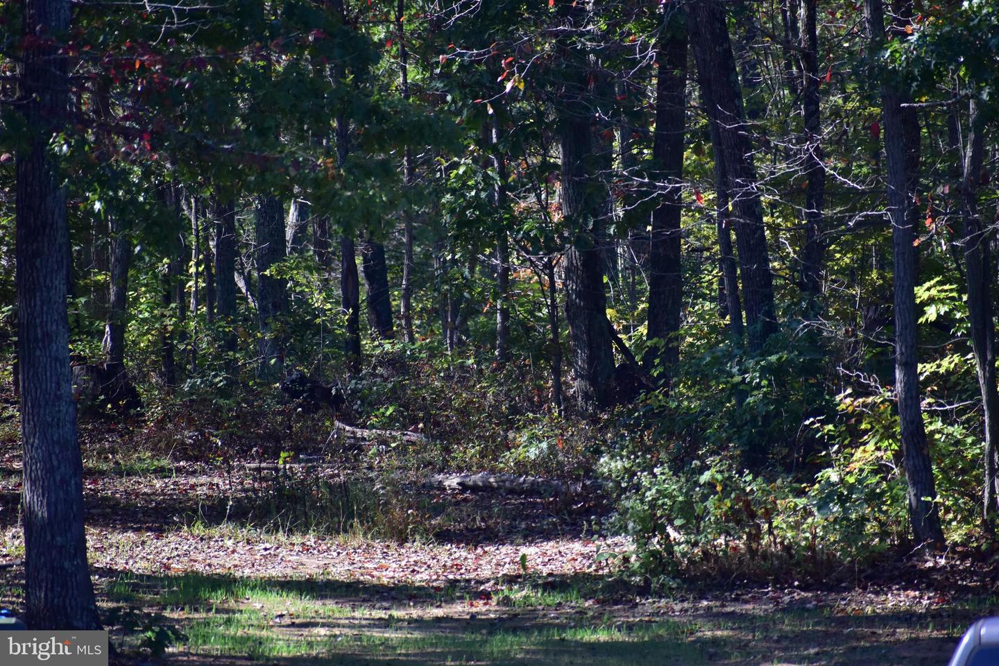 LOT 1 (128.556 ACRES) LAUREL GROVE RD, WINCHESTER, Virginia 22602, ,Farm,For sale,LOT 1 (128.556 ACRES) LAUREL GROVE RD,VAFV2037162 MLS # VAFV2037162