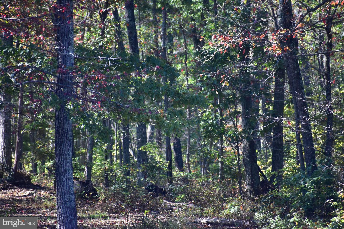 LOT 1 (128.556 ACRES) LAUREL GROVE RD, WINCHESTER, Virginia 22602, ,Farm,For sale,LOT 1 (128.556 ACRES) LAUREL GROVE RD,VAFV2037162 MLS # VAFV2037162