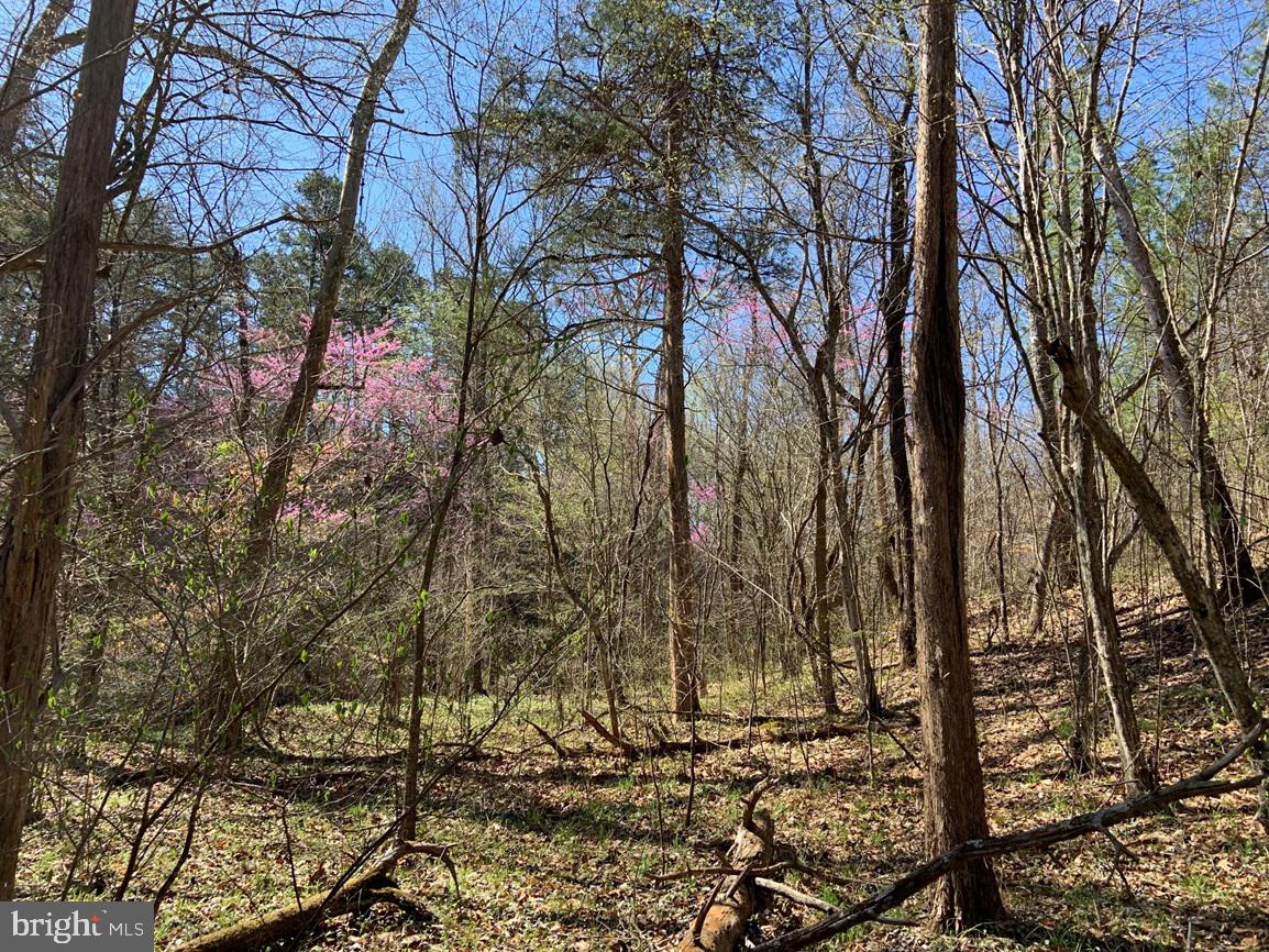 WILDWAY & WATT ABBITT RD (TRACT: BURRUSS &, APPOMATTOX, Virginia 24522, ,Farm,For sale,WILDWAY & WATT ABBITT RD (TRACT: BURRUSS &,VAAV2000040 MLS # VAAV2000040