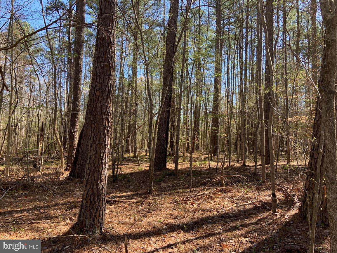 WILDWAY & WATT ABBITT RD (TRACT: BURRUSS &, APPOMATTOX, Virginia 24522, ,Farm,For sale,WILDWAY & WATT ABBITT RD (TRACT: BURRUSS &,VAAV2000040 MLS # VAAV2000040