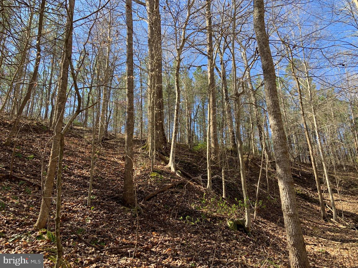 WILDWAY & WATT ABBITT RD (TRACT: BURRUSS &, APPOMATTOX, Virginia 24522, ,Farm,For sale,WILDWAY & WATT ABBITT RD (TRACT: BURRUSS &,VAAV2000040 MLS # VAAV2000040