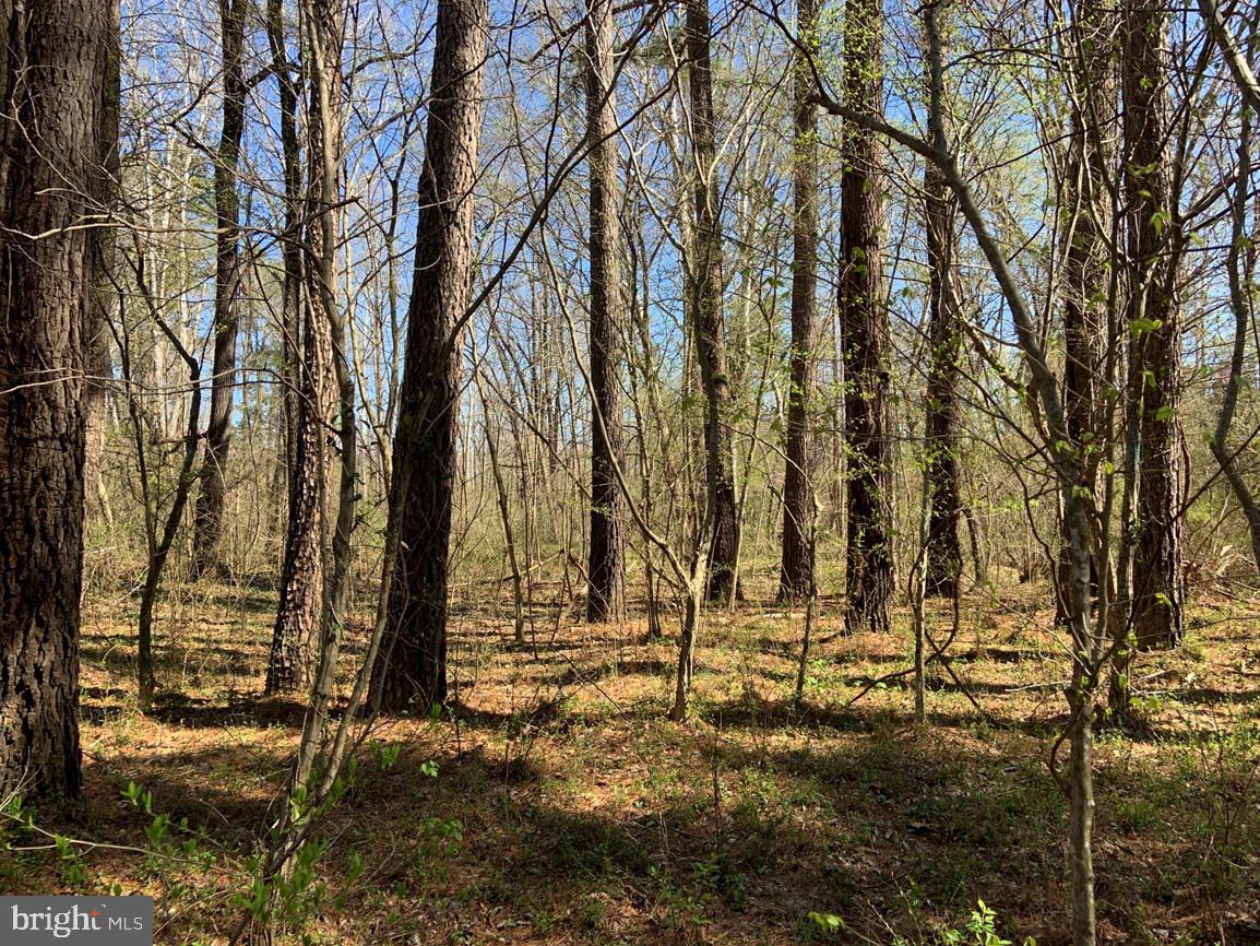WILDWAY & WATT ABBITT RD (TRACT: BURRUSS &, APPOMATTOX, Virginia 24522, ,Farm,For sale,WILDWAY & WATT ABBITT RD (TRACT: BURRUSS &,VAAV2000040 MLS # VAAV2000040