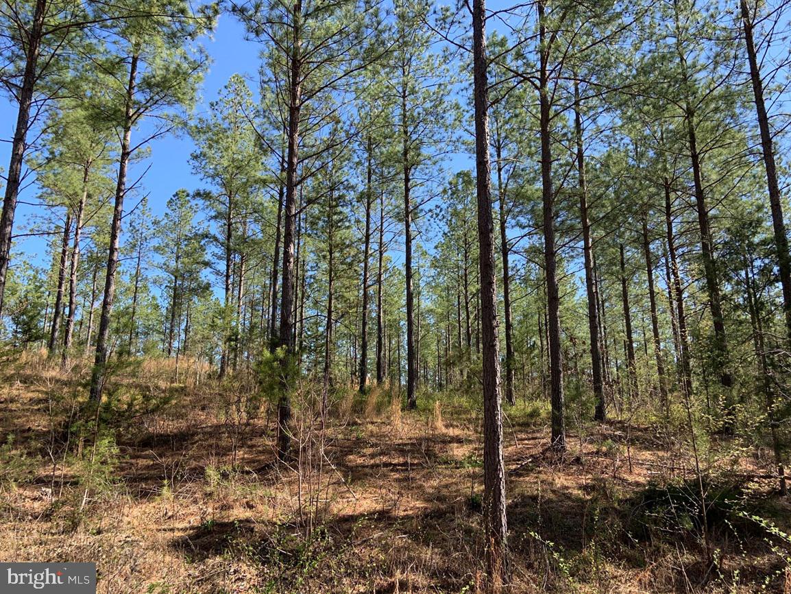 WILDWAY & WATT ABBITT RD (TRACT: BURRUSS &, APPOMATTOX, Virginia 24522, ,Farm,For sale,WILDWAY & WATT ABBITT RD (TRACT: BURRUSS &,VAAV2000040 MLS # VAAV2000040