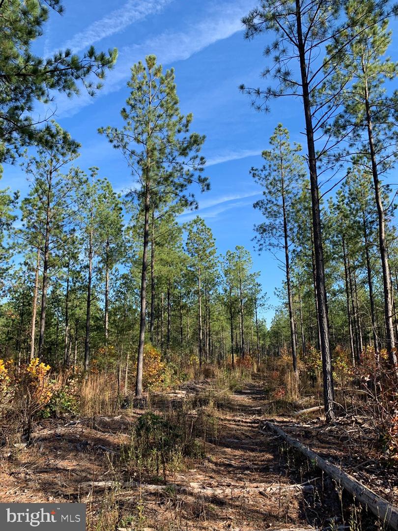 WILDWAY & WATT ABBITT RD (TRACT: BURRUSS &, APPOMATTOX, Virginia 24522, ,Farm,For sale,WILDWAY & WATT ABBITT RD (TRACT: BURRUSS &,VAAV2000040 MLS # VAAV2000040