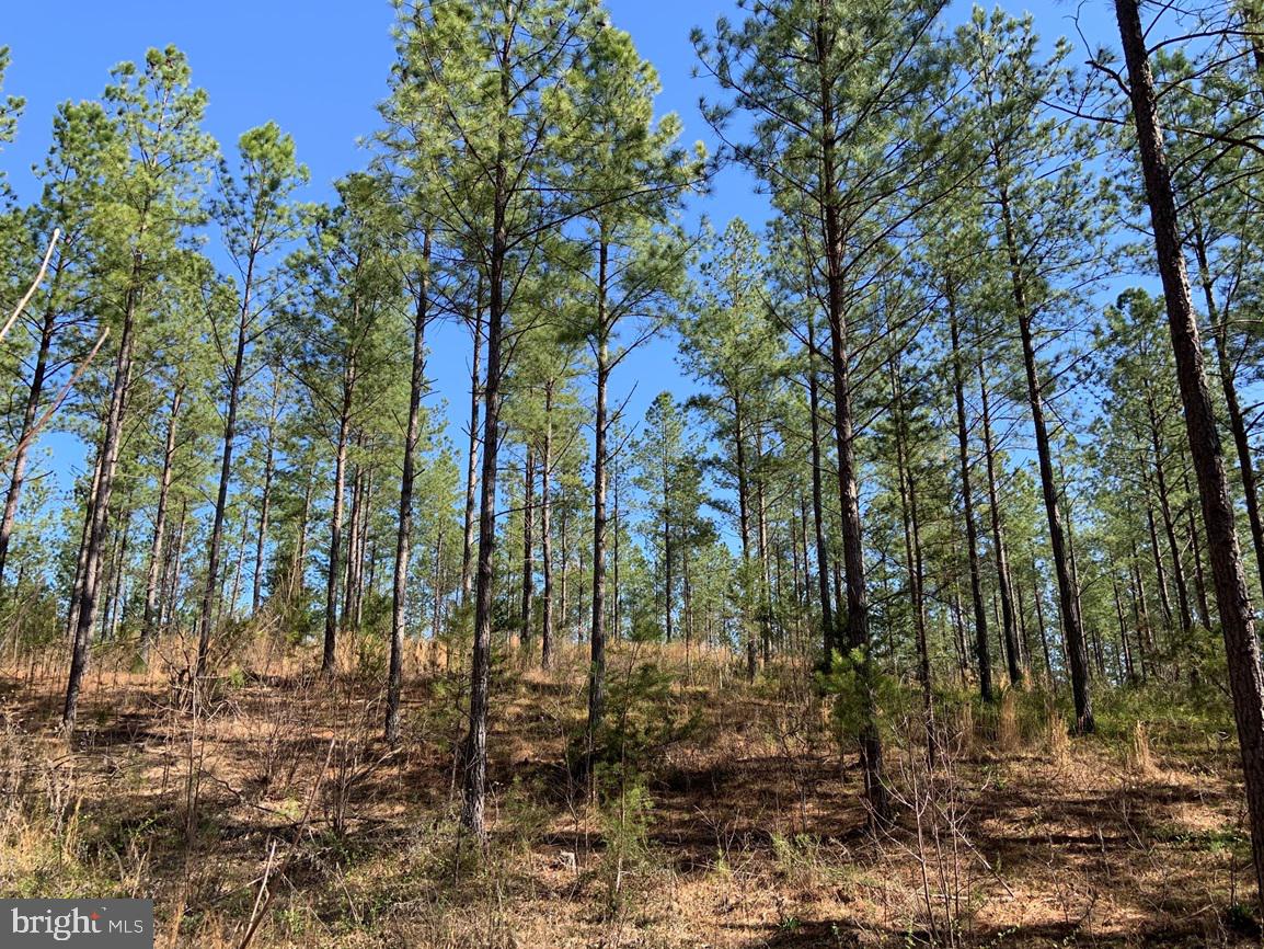 WILDWAY & WATT ABBITT RD (TRACT: BURRUSS &, APPOMATTOX, Virginia 24522, ,Farm,For sale,WILDWAY & WATT ABBITT RD (TRACT: BURRUSS &,VAAV2000040 MLS # VAAV2000040