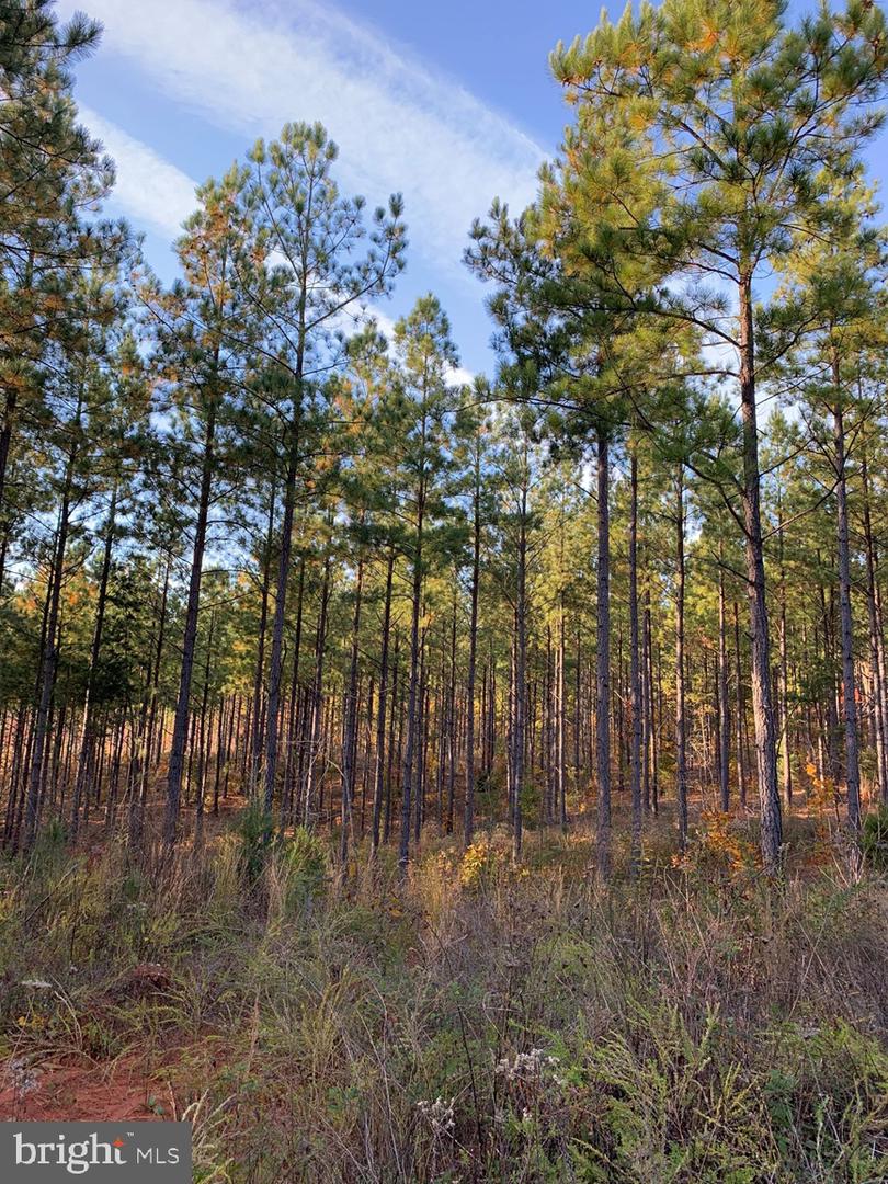 WILDWAY & WATT ABBITT RD (TRACT: BURRUSS &, APPOMATTOX, Virginia 24522, ,Farm,For sale,WILDWAY & WATT ABBITT RD (TRACT: BURRUSS &,VAAV2000040 MLS # VAAV2000040