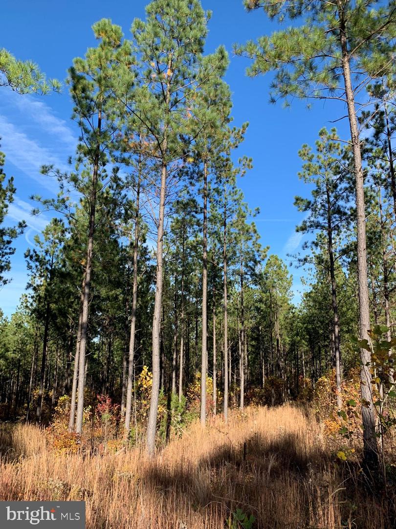 WILDWAY & WATT ABBITT RD (TRACT: BURRUSS &, APPOMATTOX, Virginia 24522, ,Farm,For sale,WILDWAY & WATT ABBITT RD (TRACT: BURRUSS &,VAAV2000040 MLS # VAAV2000040