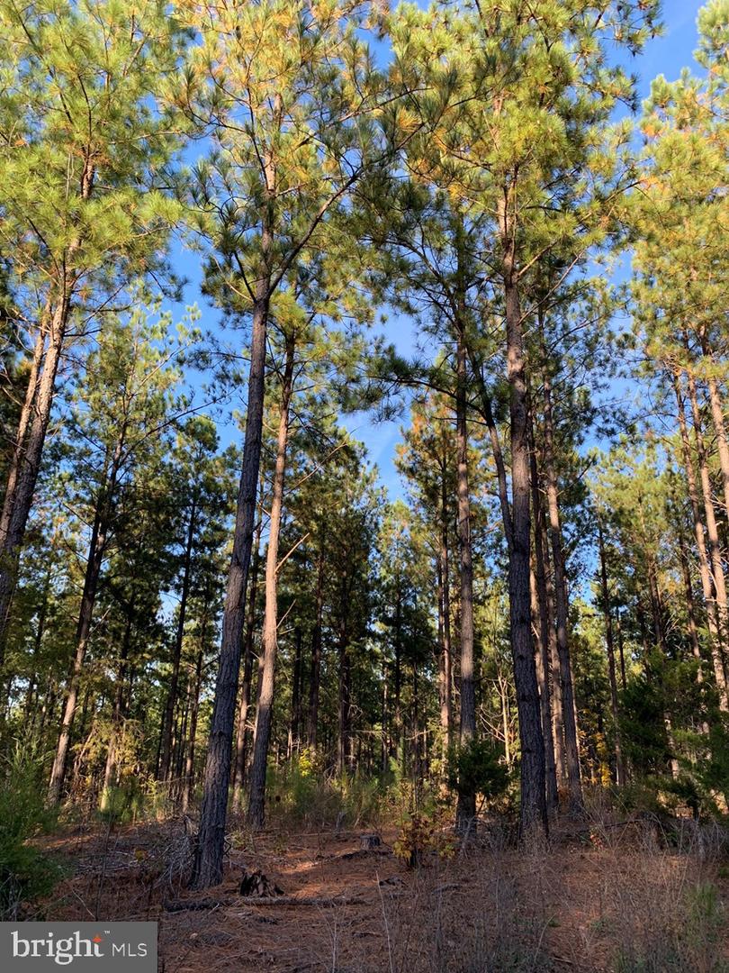 WILDWAY & WATT ABBITT RD (TRACT: BURRUSS &, APPOMATTOX, Virginia 24522, ,Farm,For sale,WILDWAY & WATT ABBITT RD (TRACT: BURRUSS &,VAAV2000040 MLS # VAAV2000040