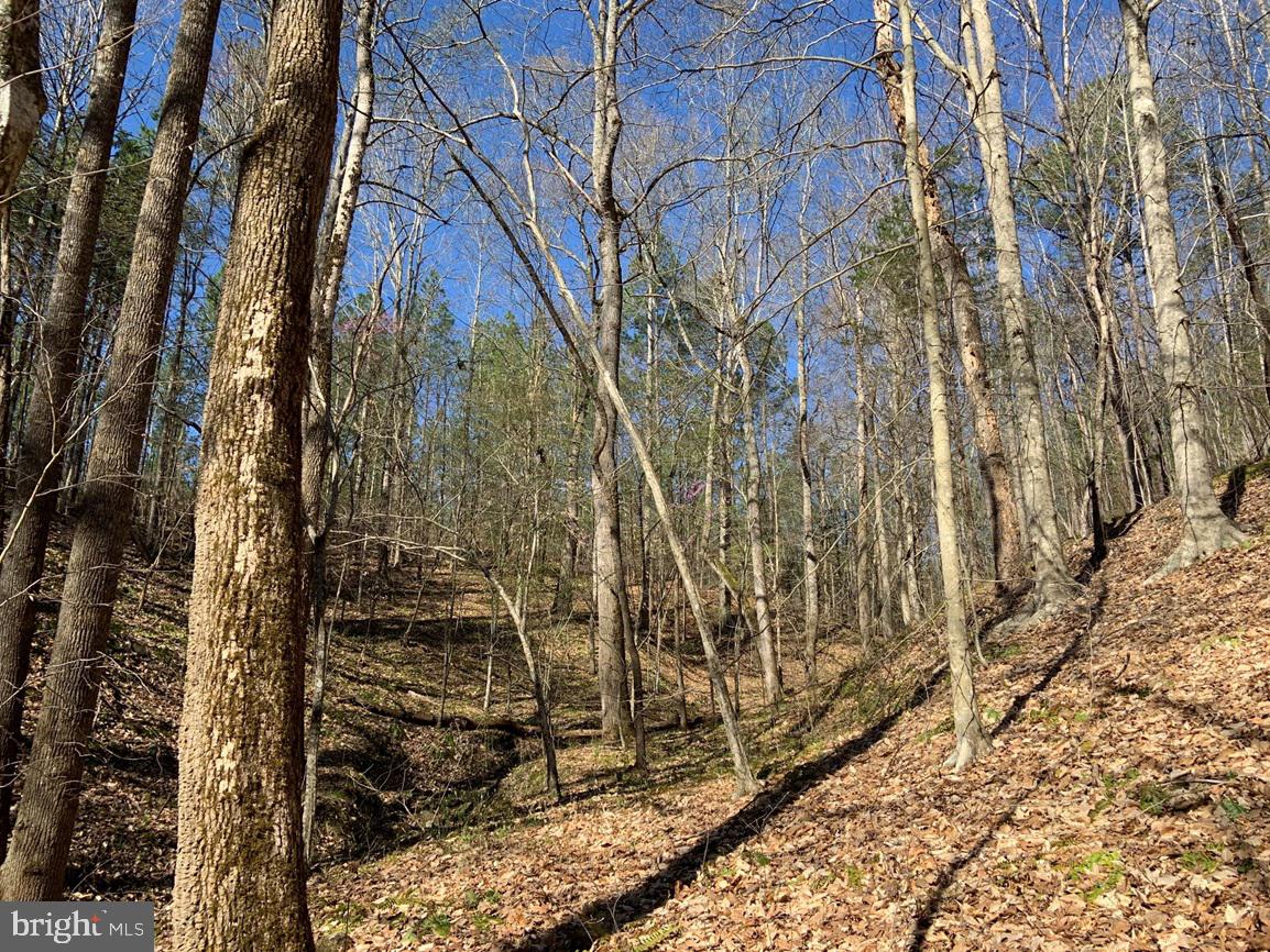 WILDWAY & WATT ABBITT RD (TRACT: BURRUSS &, APPOMATTOX, Virginia 24522, ,Farm,For sale,WILDWAY & WATT ABBITT RD (TRACT: BURRUSS &,VAAV2000040 MLS # VAAV2000040
