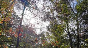LOT 28 TURKEY TRAIL, LOUISA, Virginia 23093, ,Land,For sale,LOT 28 TURKEY TRAIL,VALA2008670 MLS # VALA2008670
