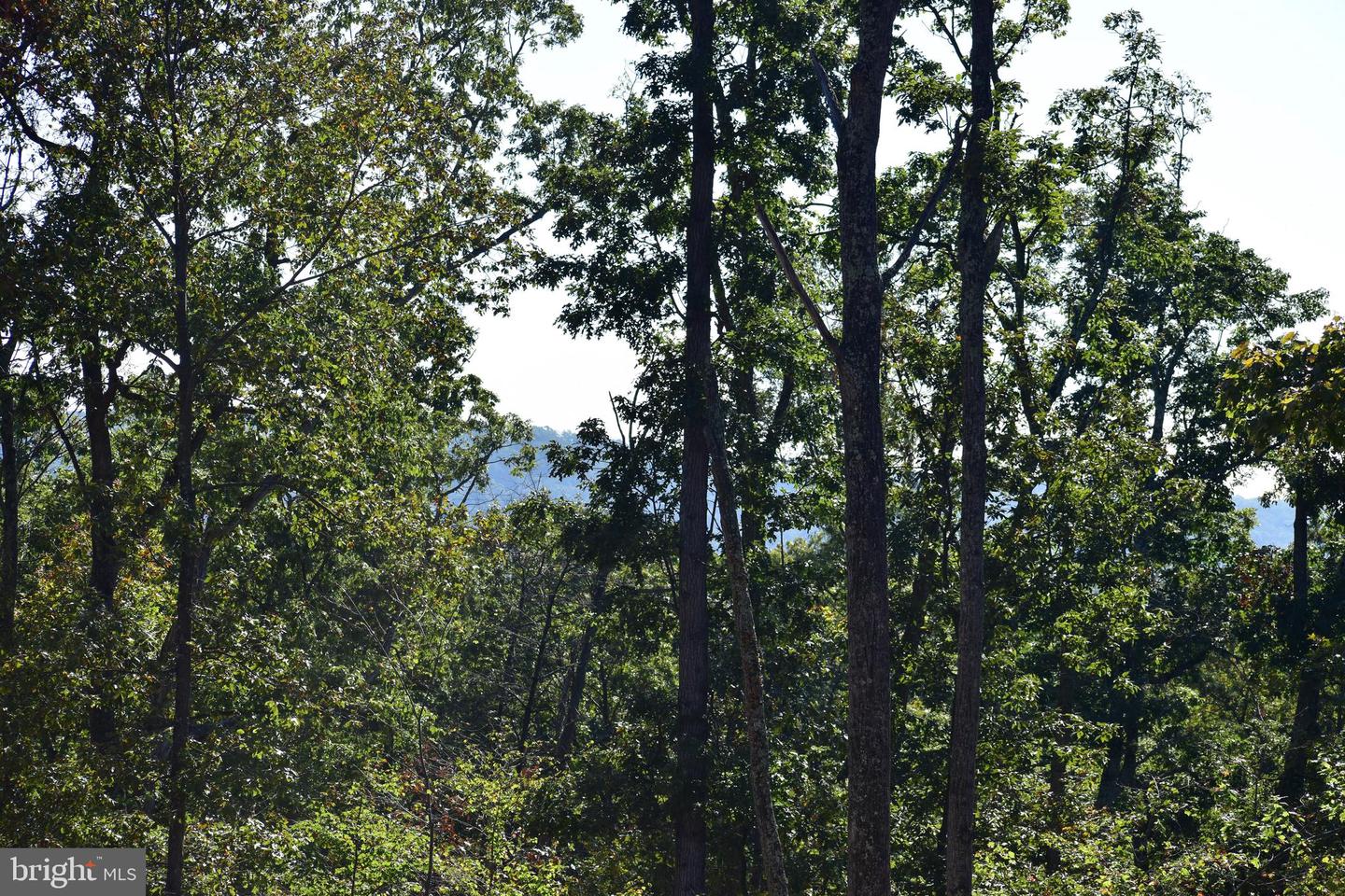 158.5 ACRES LOT 3 LAUREL GROVE RD., WINCHESTER, Virginia 22602, ,Farm,For sale,158.5 ACRES LOT 3 LAUREL GROVE RD.,VAFV2037192 MLS # VAFV2037192