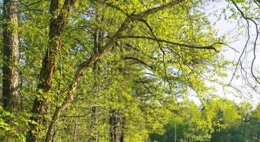 LOT 16 TAX ID 94A-2 B-16 JENNINGS DR, RUTHER GLEN, Virginia 22546, ,Land,For sale,LOT 16 TAX ID 94A-2 B-16 JENNINGS DR,VACV2008046 MLS # VACV2008046