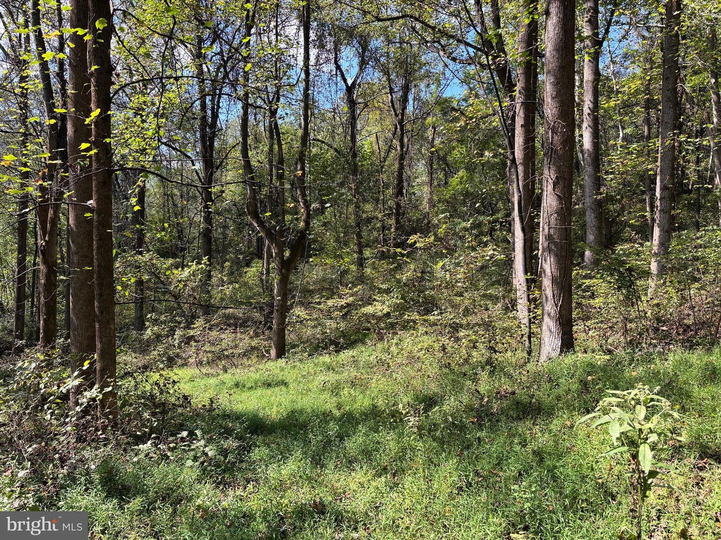 0 HARRIS HOLLOW RD, WASHINGTON, Virginia 22747, ,Land,For sale,0 HARRIS HOLLOW RD,VARP2002304 MLS # VARP2002304