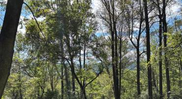0 HARRIS HOLLOW RD, WASHINGTON, Virginia 22747, ,Land,For sale,0 HARRIS HOLLOW RD,VARP2002304 MLS # VARP2002304