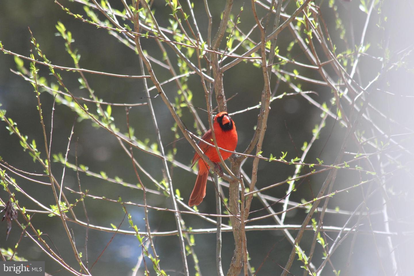 22247 WATSON RD, LEESBURG, Virginia 20175, 4 Bedrooms Bedrooms, 11 Rooms Rooms,2 BathroomsBathrooms,Residential,For sale,22247 WATSON RD,VALO2108166 MLS # VALO2108166