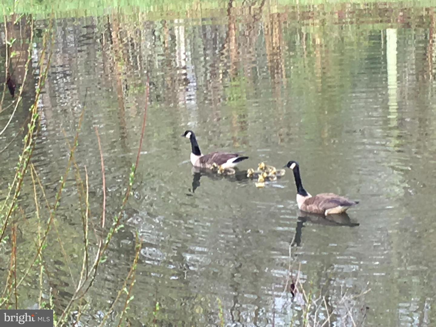 22247 WATSON RD, LEESBURG, Virginia 20175, 4 Bedrooms Bedrooms, 11 Rooms Rooms,2 BathroomsBathrooms,Residential,For sale,22247 WATSON RD,VALO2108166 MLS # VALO2108166