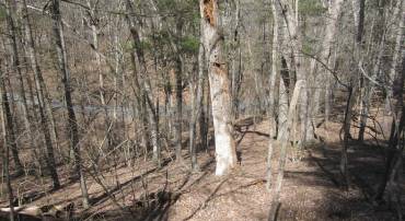 180 SPRUCE LN, MOUNT JACKSON, Virginia 22842, ,Land,For sale,180 SPRUCE LN,VASH2012706 MLS # VASH2012706