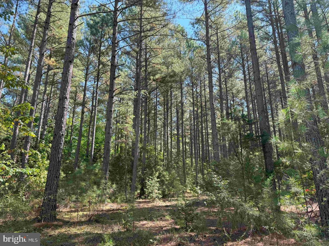 COMMUNITY HOUSE ROAD (TRACT: JR RAGLAND-HOLLAND-2), COLUMBIA, Virginia 23038, ,Farm,For sale,COMMUNITY HOUSE ROAD (TRACT: JR RAGLAND-HOLLAND-2),VAFN2000510 MLS # VAFN2000510