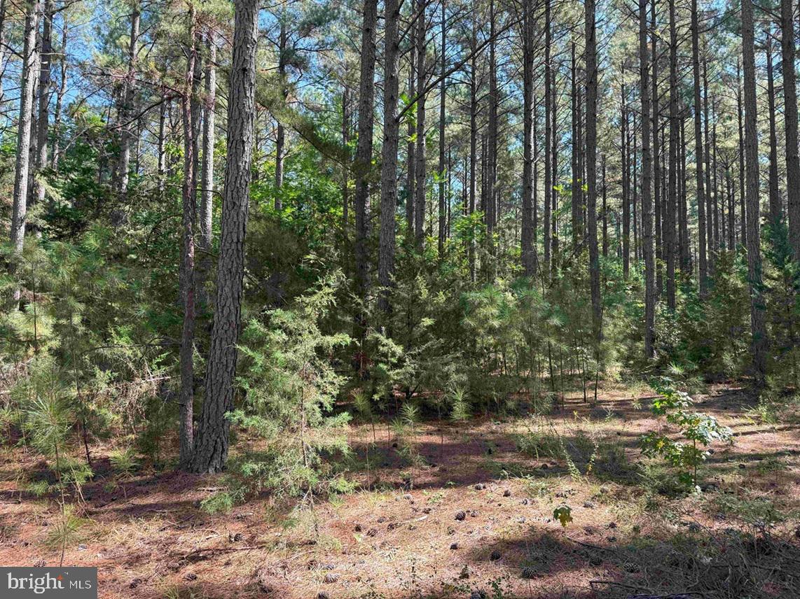 COMMUNITY HOUSE ROAD (TRACT: JR RAGLAND-HOLLAND-2), COLUMBIA, Virginia 23038, ,Farm,For sale,COMMUNITY HOUSE ROAD (TRACT: JR RAGLAND-HOLLAND-2),VAFN2000510 MLS # VAFN2000510