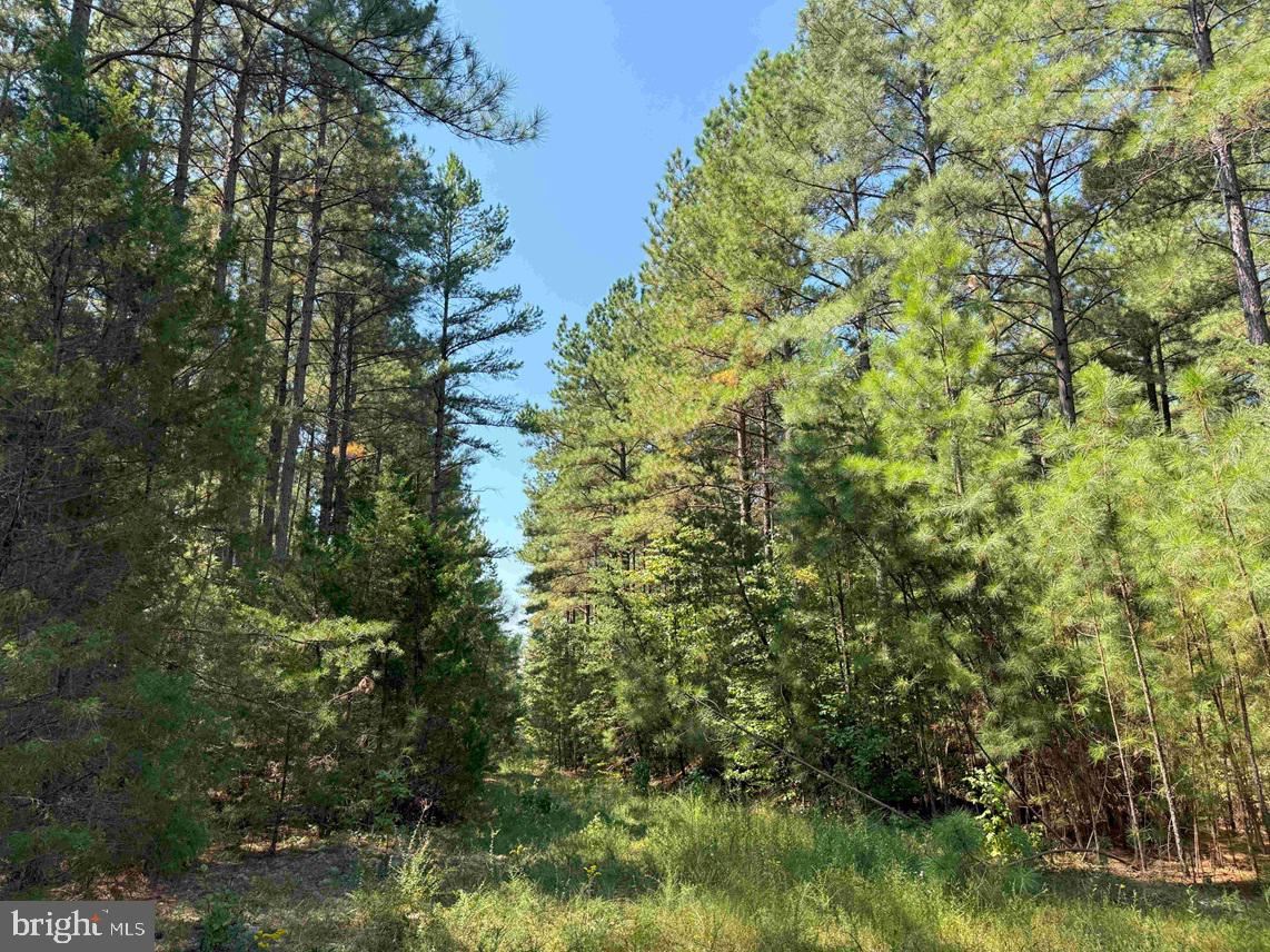 COMMUNITY HOUSE ROAD (TRACT: JR RAGLAND-HOLLAND-2), COLUMBIA, Virginia 23038, ,Farm,For sale,COMMUNITY HOUSE ROAD (TRACT: JR RAGLAND-HOLLAND-2),VAFN2000510 MLS # VAFN2000510