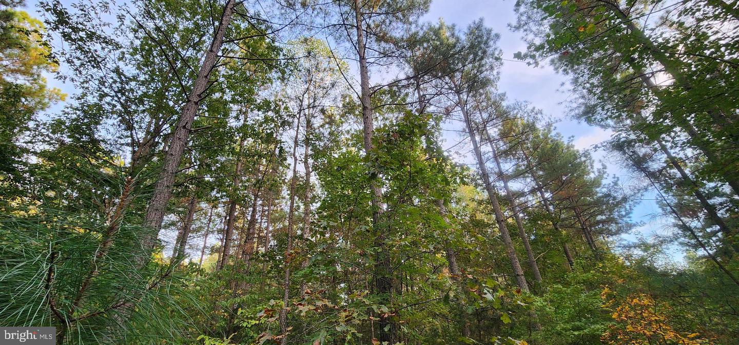 943 WHITE WALNUT RD, LOUISA, Virginia 23093, ,Land,For sale,943 WHITE WALNUT RD,VALA2008686 MLS # VALA2008686