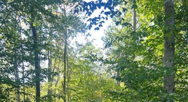 COUNTRYSIDE LN, LIGNUM, Virginia 22726, ,Land,For sale,COUNTRYSIDE LN,VACU2011752 MLS # VACU2011752