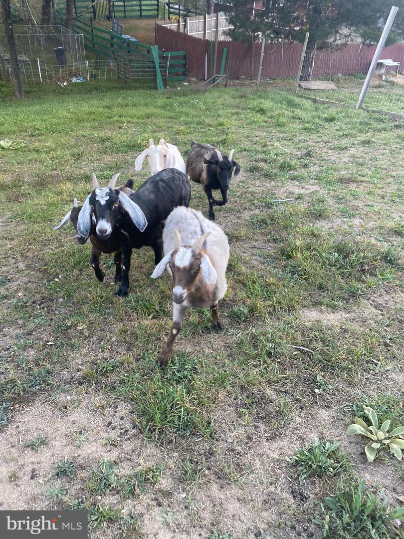 100 WOLFS LN, FORT VALLEY, Virginia 22652, 3 Bedrooms Bedrooms, ,3 BathroomsBathrooms,Farm,For sale,100 WOLFS LN,VASH2012698 MLS # VASH2012698 100 WOLFS LN, FORT VALLEY, Virginia 22652, 3 Bedrooms Bedrooms, ,3 BathroomsBathrooms,Farm,For sale,100 WOLFS LN,VASH2012698 MLS # VASH2012698