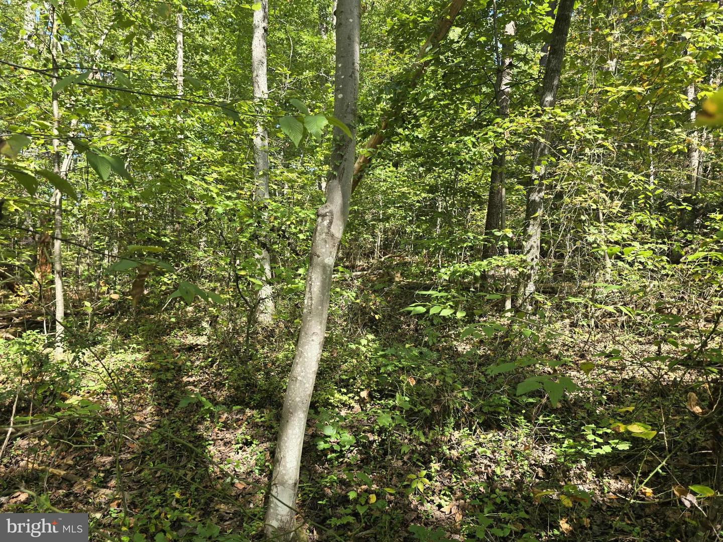 POORHOUSE RD, MADISON, Virginia 22727, ,Land,For sale,POORHOUSE RD,VAMA2002480 MLS # VAMA2002480