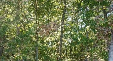33-51C ZACHARY TAYLOR HWY, UNIONVILLE, Virginia 22567, ,Land,For sale,33-51C ZACHARY TAYLOR HWY,VAOR2012488 MLS # VAOR2012488