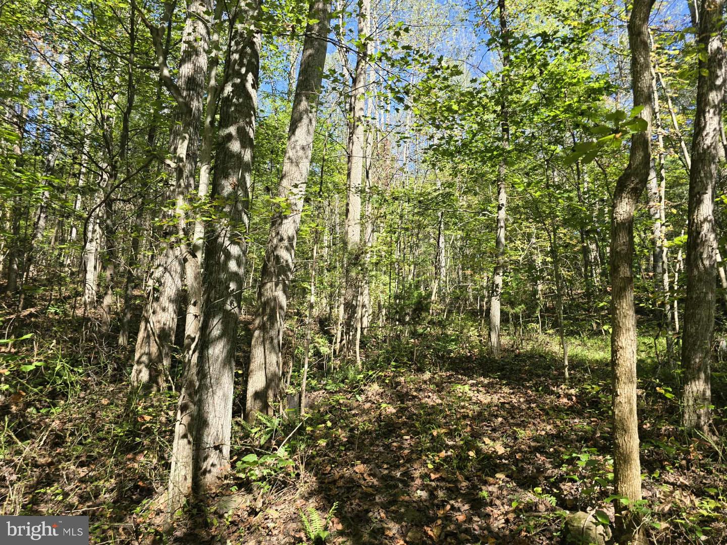 HURT HOLLOW RD, BANCO, Virginia 22711, ,Land,For sale,HURT HOLLOW RD,VAMA2002482 MLS # VAMA2002482