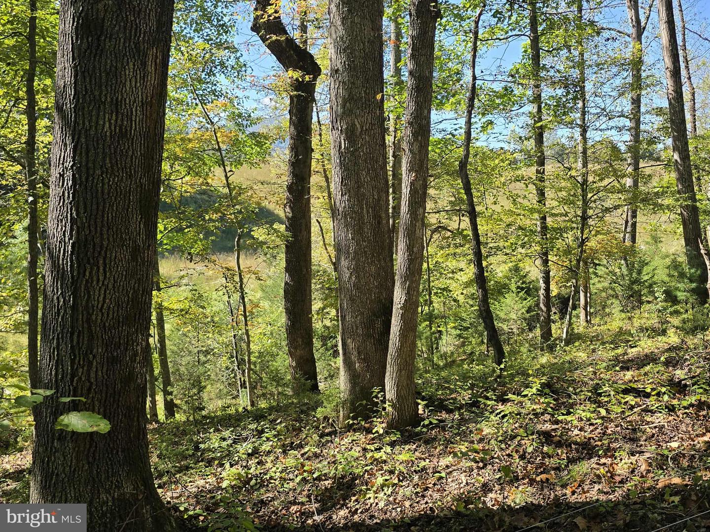 HURT HOLLOW RD, BANCO, Virginia 22711, ,Land,For sale,HURT HOLLOW RD,VAMA2002482 MLS # VAMA2002482