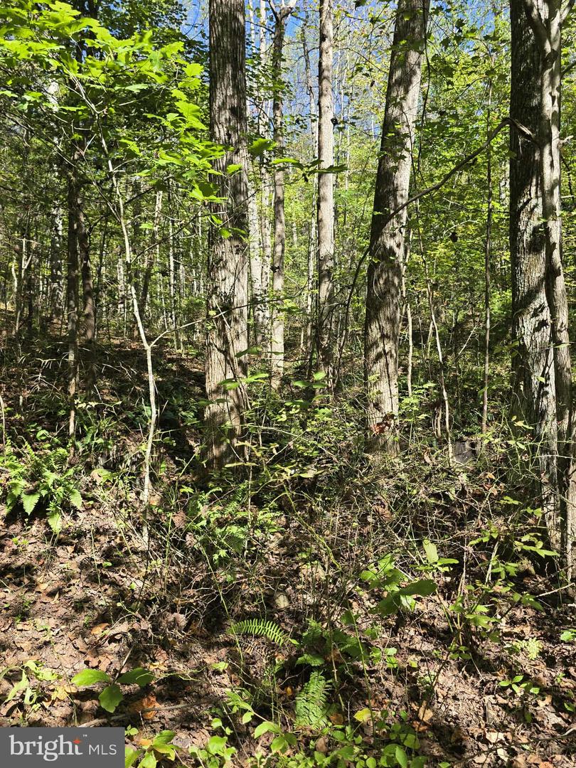 HURT HOLLOW RD, BANCO, Virginia 22711, ,Land,For sale,HURT HOLLOW RD,VAMA2002482 MLS # VAMA2002482